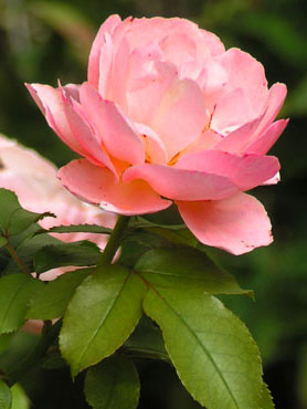 fleur de rose épanouie