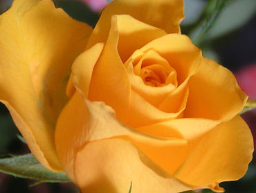 fleur de rose jaune image gratuite