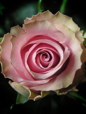 fleur de rose en spirale au pourtour ocre