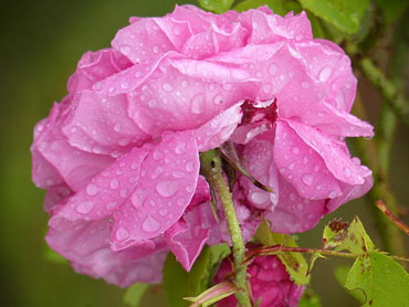 Gouttes de rosée sur une fleur de rose