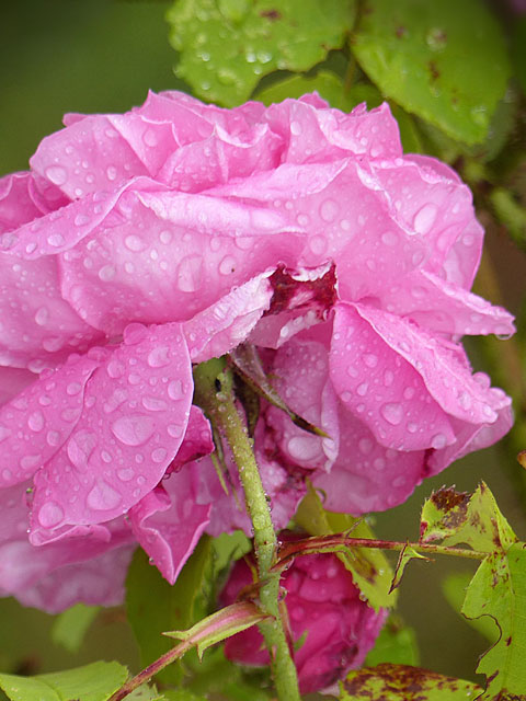 détail de cette photo de rose