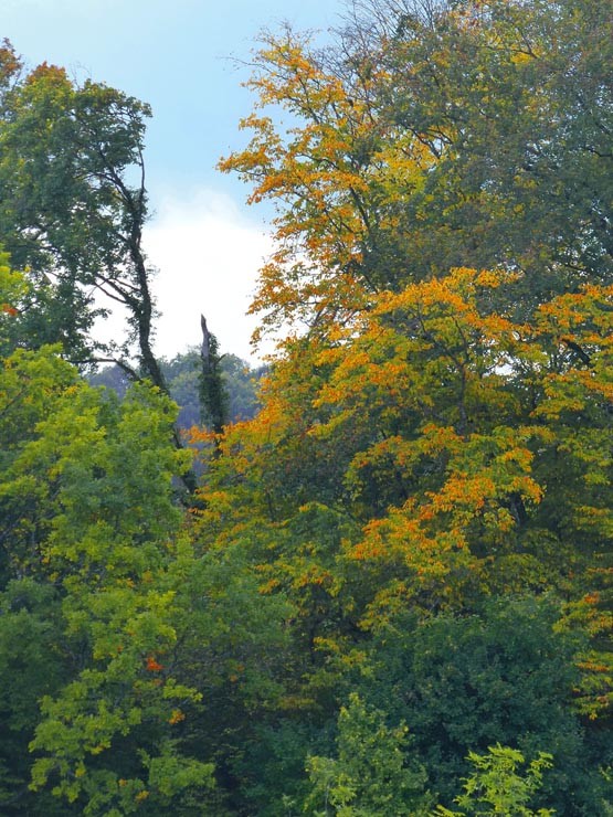 Photographie gratuite d'arbres en automne