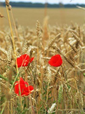 trois coquelicots dans un champ de blé