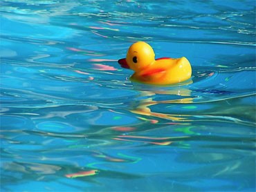 Canard, oiseau en plastique dans la piscine