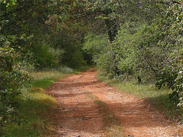 chemin arbres