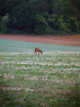 Un chevreuil dans les champs à l'arrière-saison