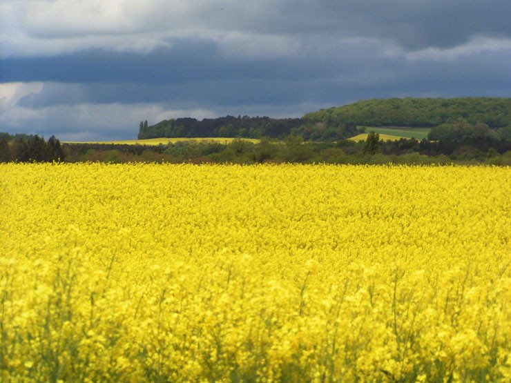 Photographie gratuite d'un champ de colza fleuri tout jaune au printemps