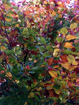 feuilles-automne.jpg