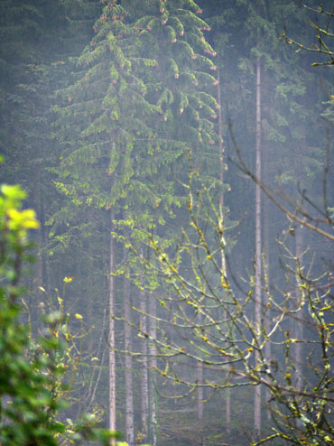 Grands sapins