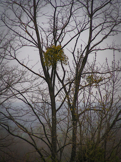 Boule de gui dans un arbre