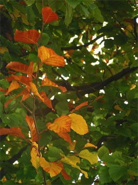 les feuilles du hêtre se parent de leurs coloris automnaux