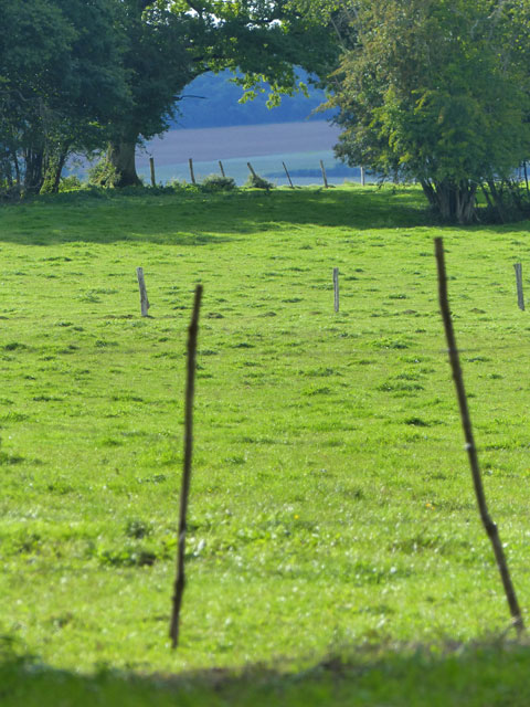 Les clos, les haies et le bois en arrière-plan