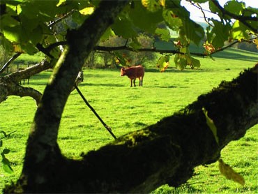 noisetier et vache dans le clos