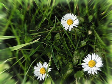 Fleurs de pâquerette