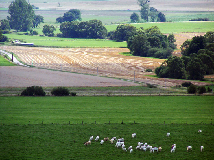 Paysage avec des vaches charolaises