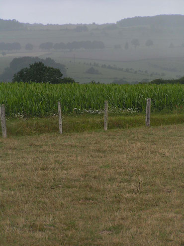 Paysage avec champ de maïs