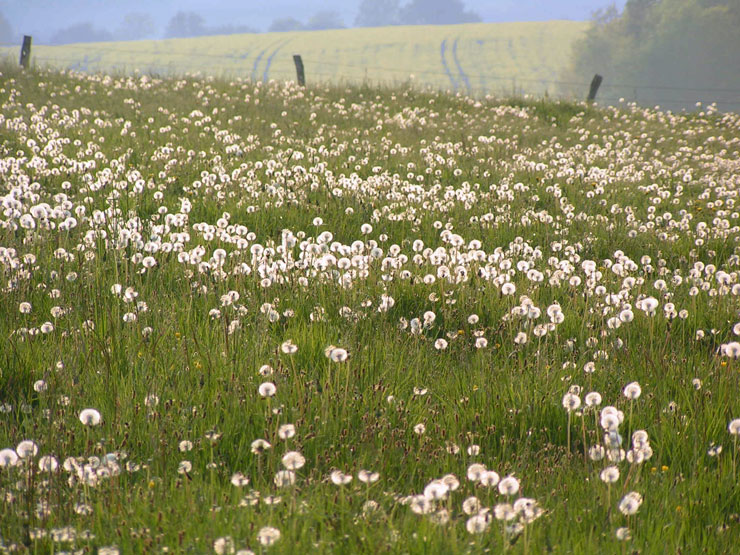 Paysage de campagne avec des pissenlits