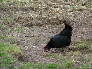 Poule noire