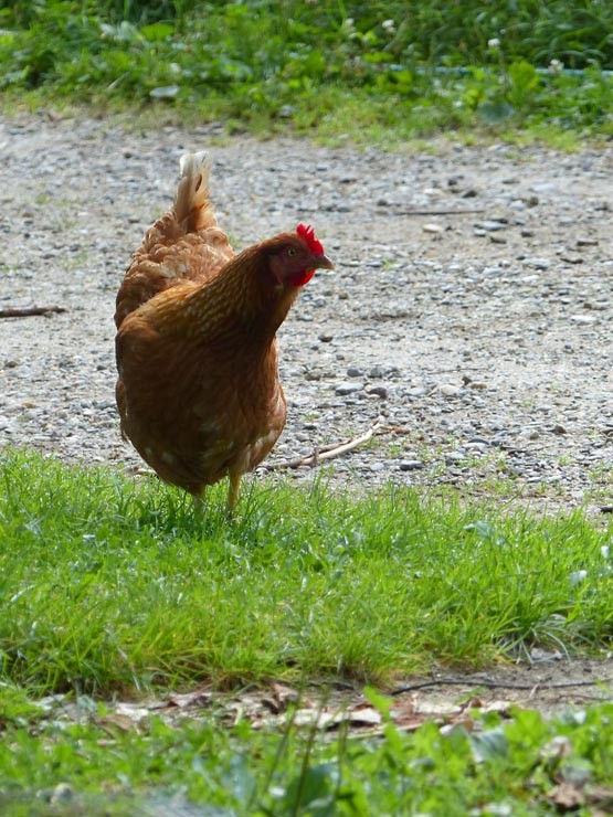 Poule rousse