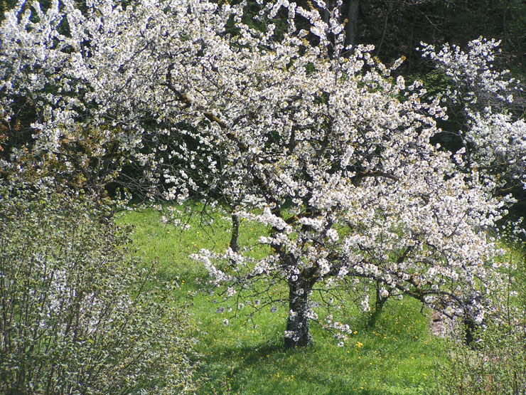 photo gratuite d'un verger au printemps