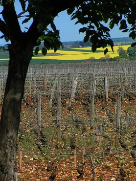 vignes et champs de colza en Bourgogne