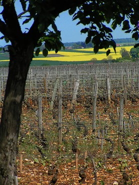 vignes en Bourgogne