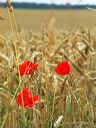 ble et coquelicots photos campagne gratuites