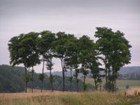 Bosquet d'arbres