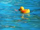 canard dans la piscine