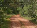 chemin sous les arbres