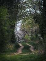 Chemin sous les arbres