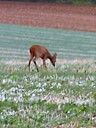 chevreuil dans un champ