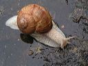 escargot photo gratuite