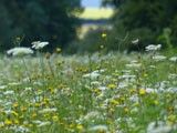 fleurs-des-champs