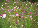 jachere fleurie photo campagne