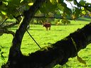 noisetier et vache campagne photos