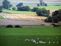 Paysage avec des charolaises