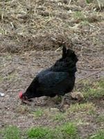 poule-noire