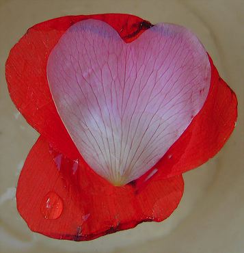 pétale rose sur pétale rouge de coquelicot