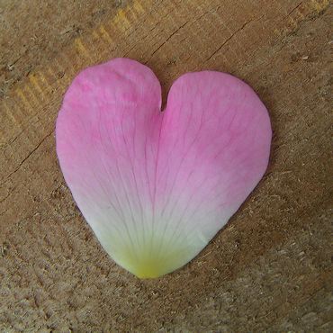 coeur rose d'un pétale d'églantine