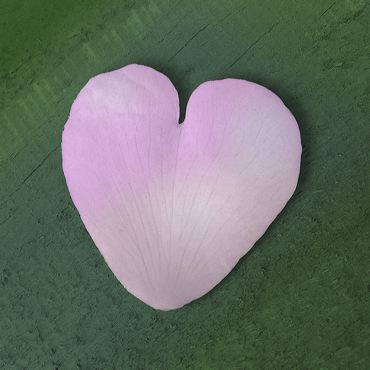 coeur de pétale rose sur un fond vert