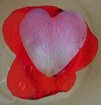 coeur-coquelicot