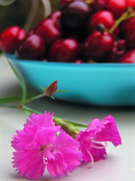 cerises-oeillet.jpg