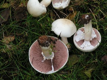 champignons rosés des prés