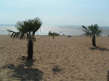 plage palmiers