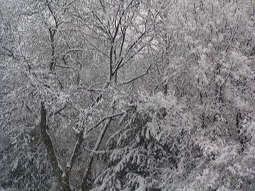 arbres sous la neige