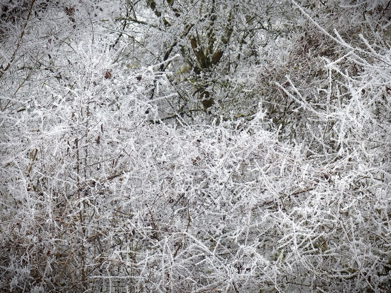 Branches givre