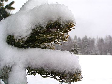 Neige sur un sapin