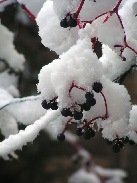 Photo gratuite de neige sur la vigne vierge