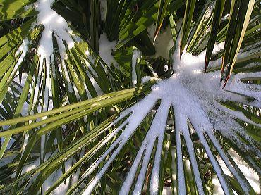 neige yucca